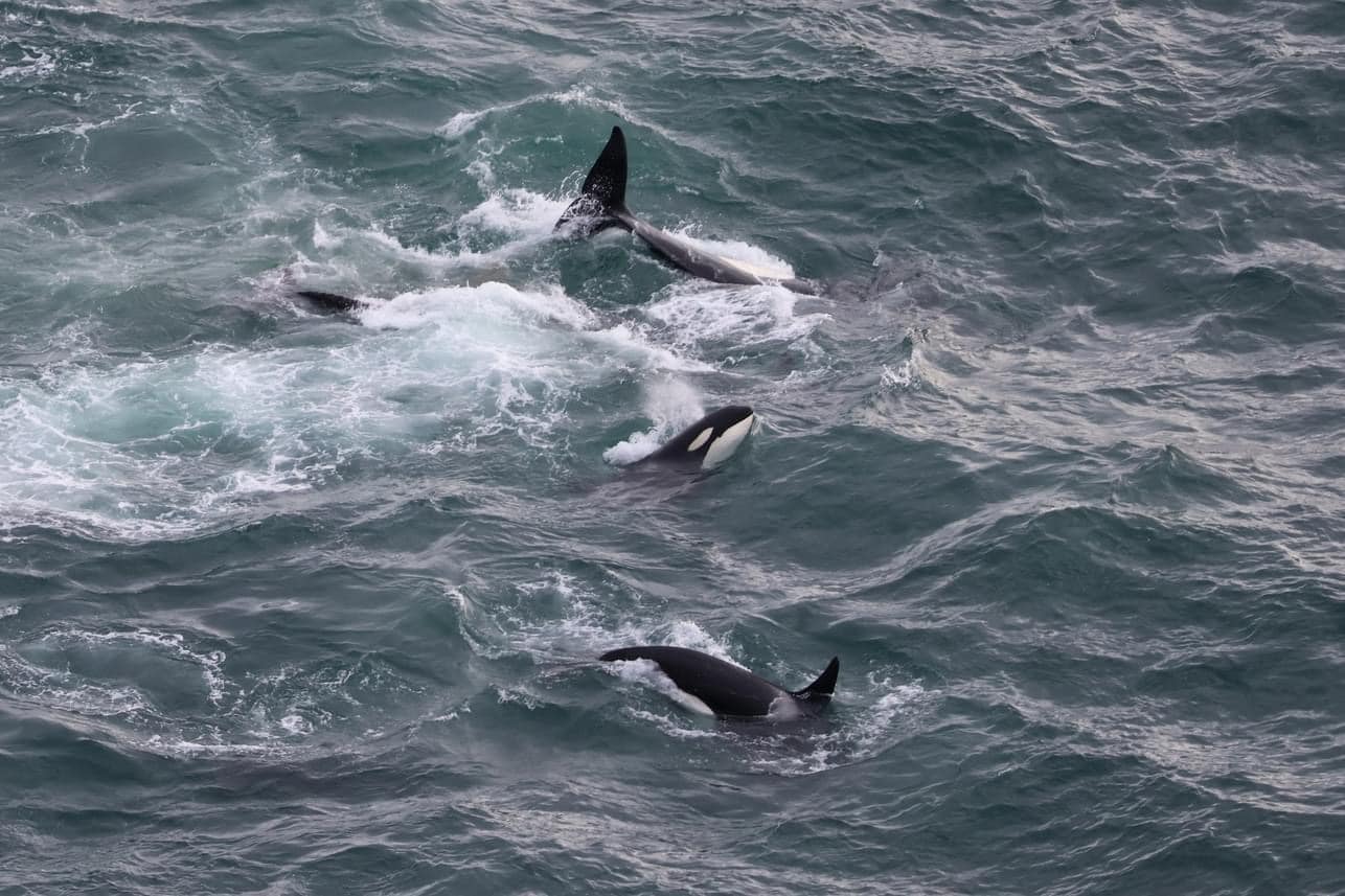 Orcas Spotted in Depoe Bay, Reminding us Why Nature is Metal