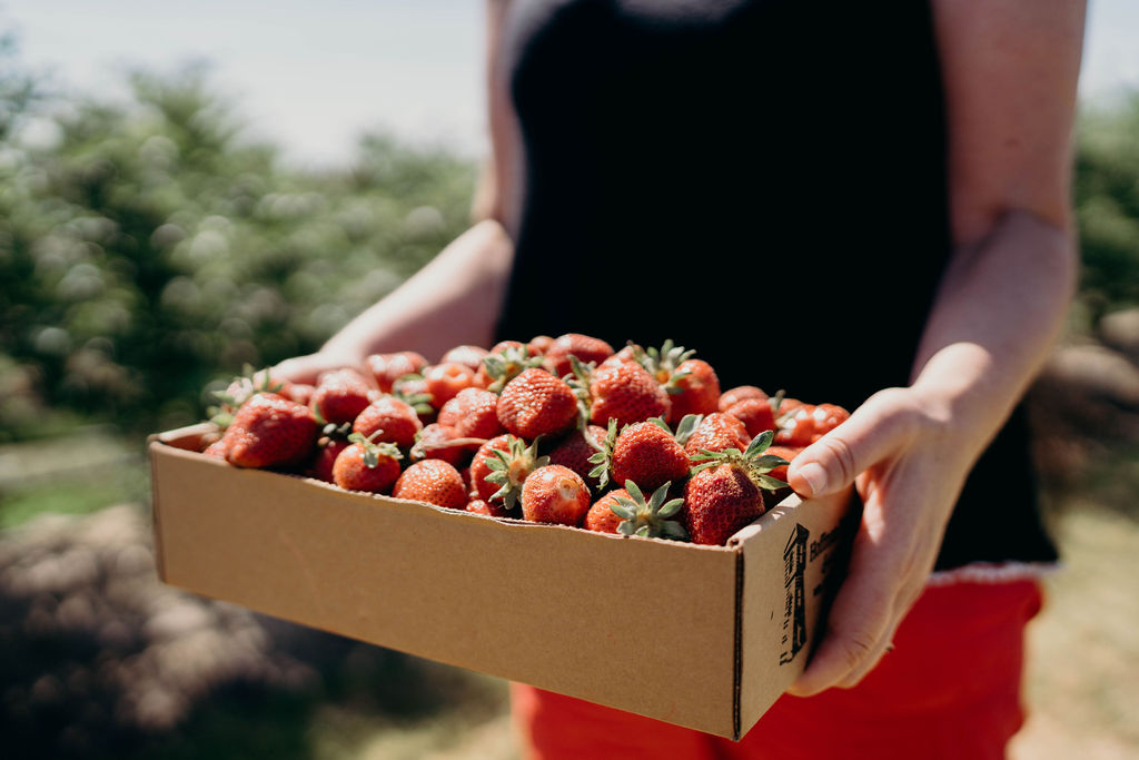 A woman holds a cardboard box overflowing with juicy red strawberries.