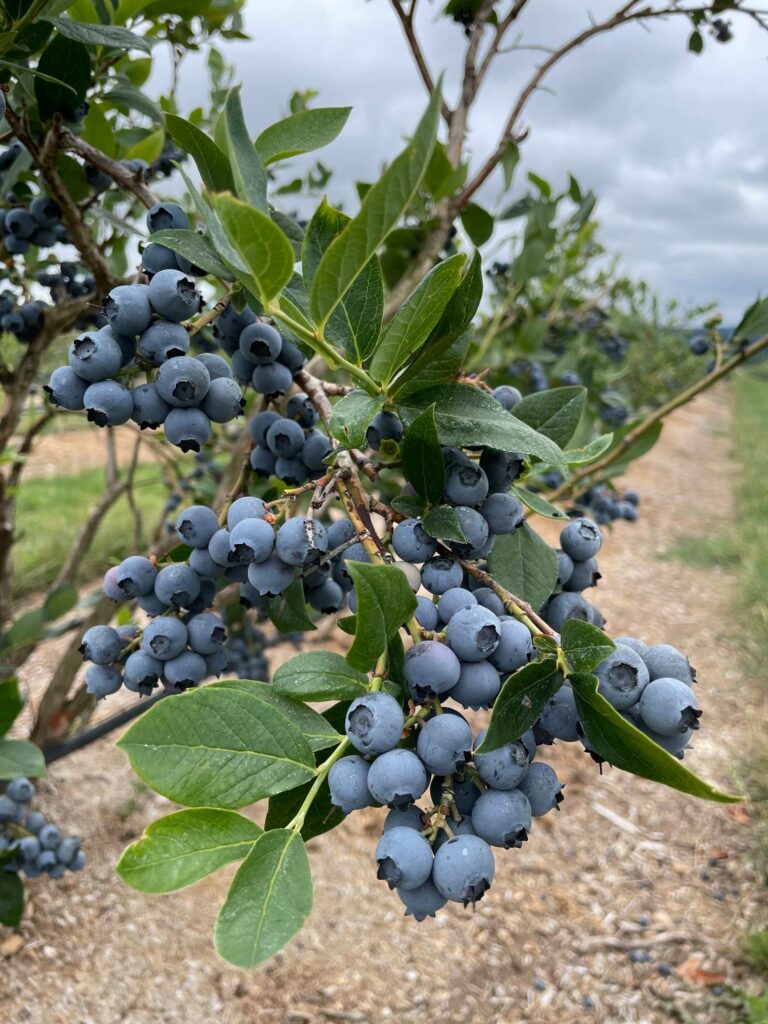 A blueberry bush full of ripe blueberries ready to be picked at Hoffman Farms U Pick.