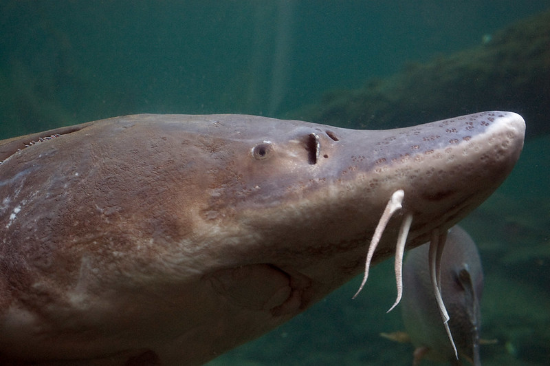 Oregon’s Most Beloved Fish – 89 Year Old Herman The Sturgeon