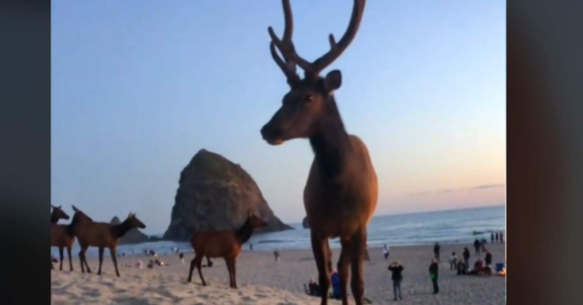 Viral TikTok Video Shows Astonishing Interaction Between Bull Elk and Dog on Cannon Beach