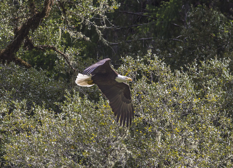 rogue river rafting trips, southern oregon, things to do, wild and scenic river, guide, tours, wildlife, bald eagle