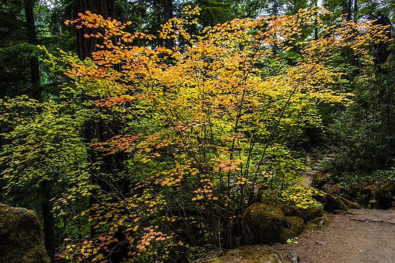 A yellow and orange vine maple near Toketee Falls