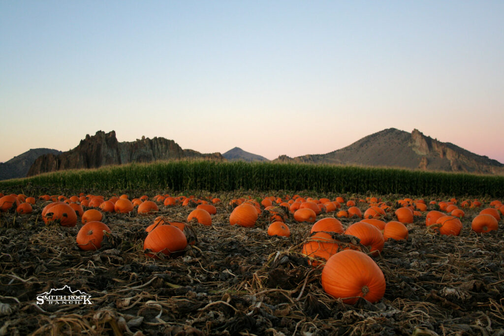 Bright orange pumpkins in front of a corn maze with jagged mountains in the background at Smith Rock Ranch in Oregon.