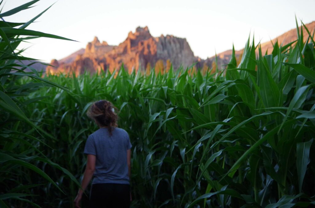 A woman walks between tall green stalks of corn.