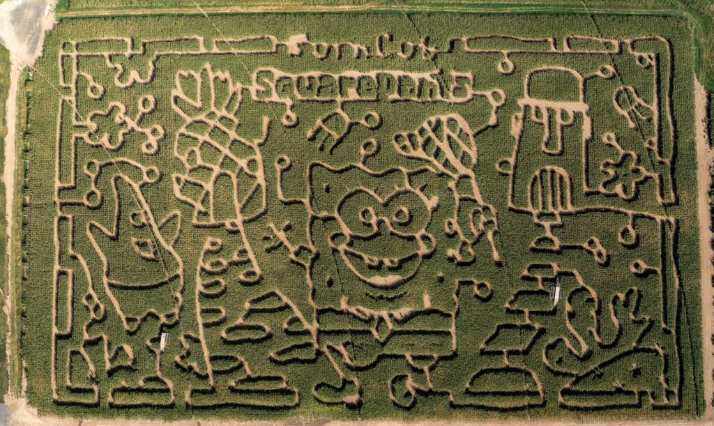 An aerial view of a corn maze in the theme of Sponge Bob Square Pants at Smith Rock Ranch In Oregon.