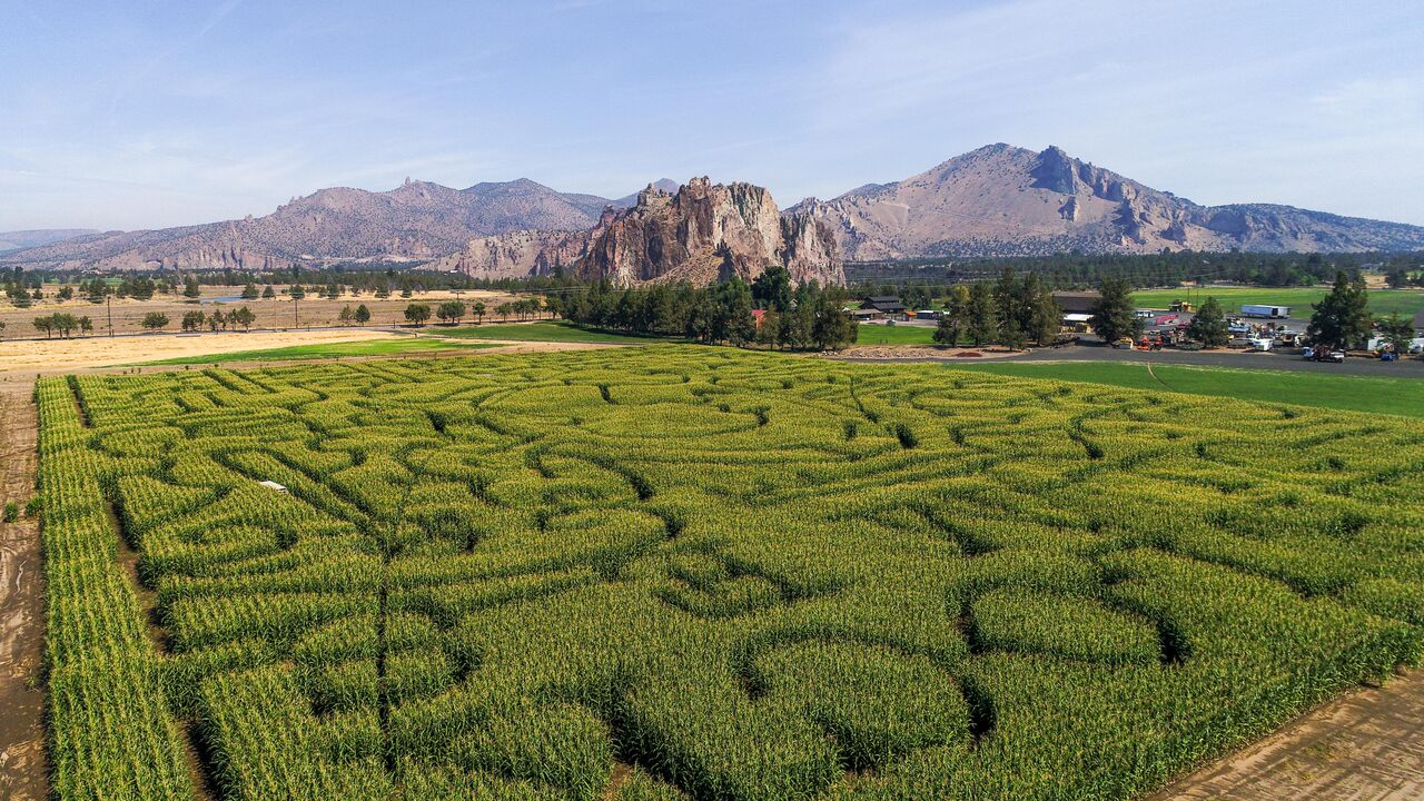 Get Lost In Oregon’s Ultimate Corn Maze Journey At This Popular Pumpkin Patch