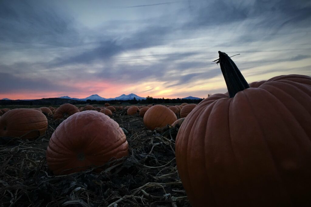 Pumpkins in a field at sunset with tall gorgeous mountains in the distance at Smith Rock Ranch.