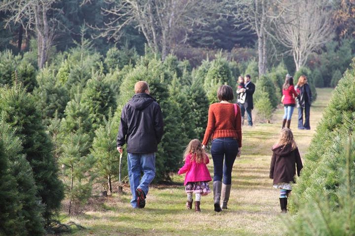 How to Cut Your Own Christmas Tree in Oregon in 2023