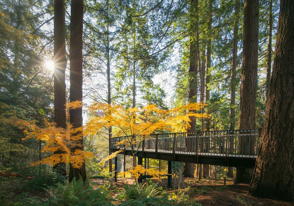 Take a Breathtaking Stroll Among the Treetops at This Aerial Tree Walk in Oregon