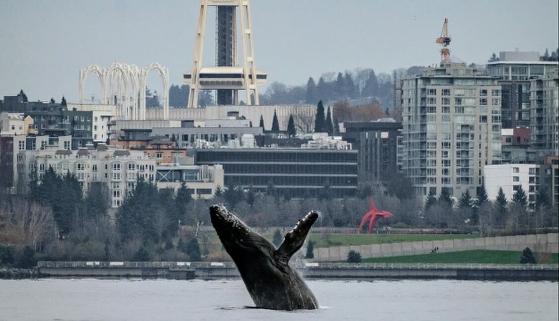 Photographer Captures Once In A Lifetime Images Of A Humpback Whale Breaching In Seattle’s Puget Sound