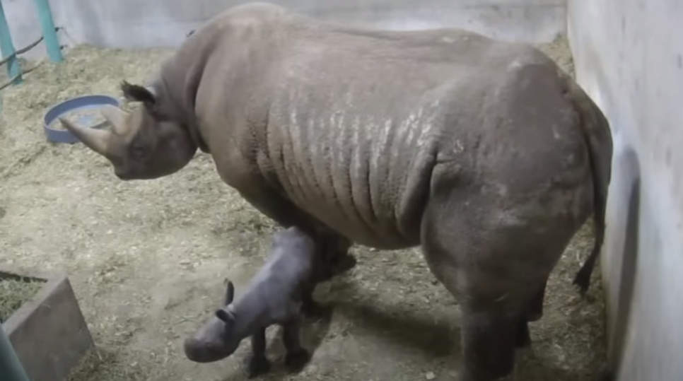 The Oregon Zoo’s Rhino Family Celebrates a 100 lb. Newborn Bundle of Joy