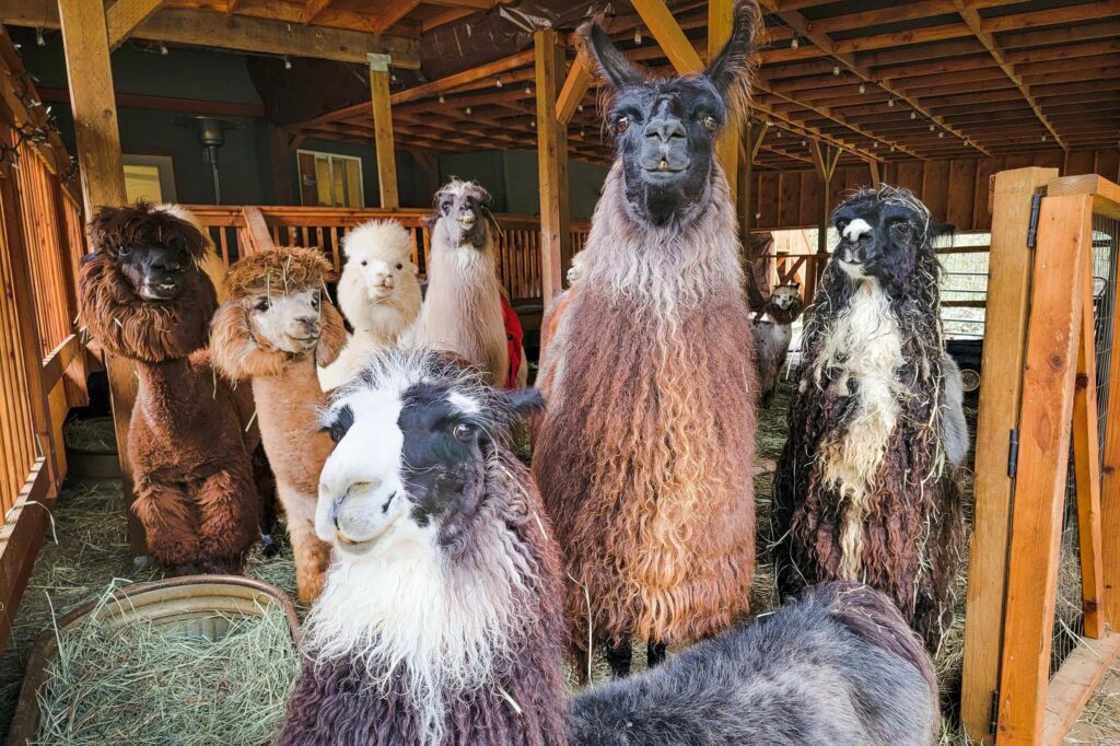 llamas and alpacas