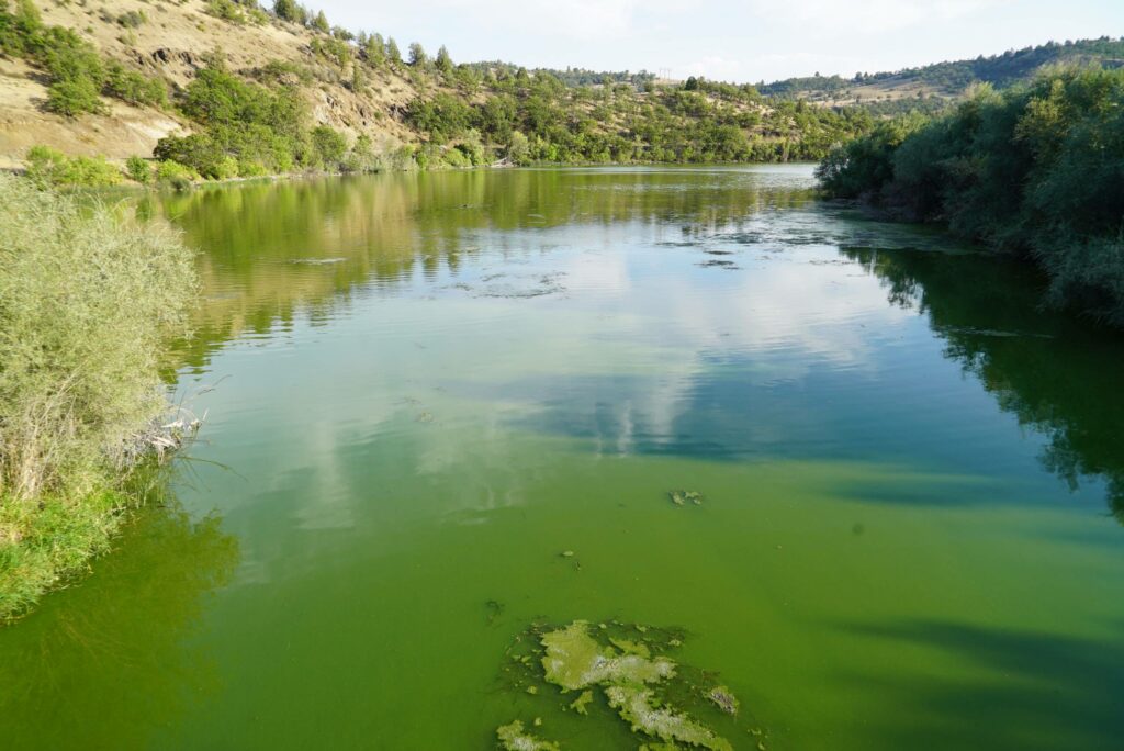 An algal bloom in the waters of the Klamath River.
