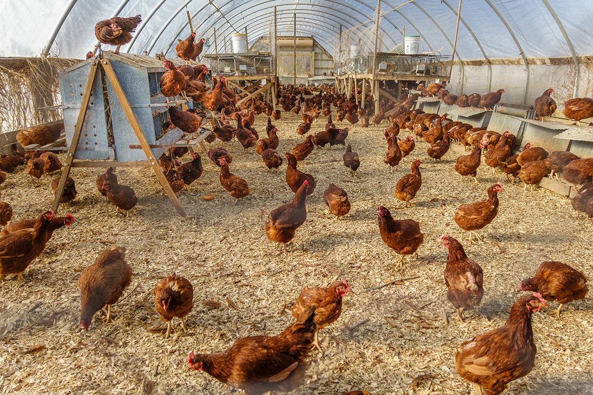 Eggs in Oregon and Washington Now Required to be Cage-Free
