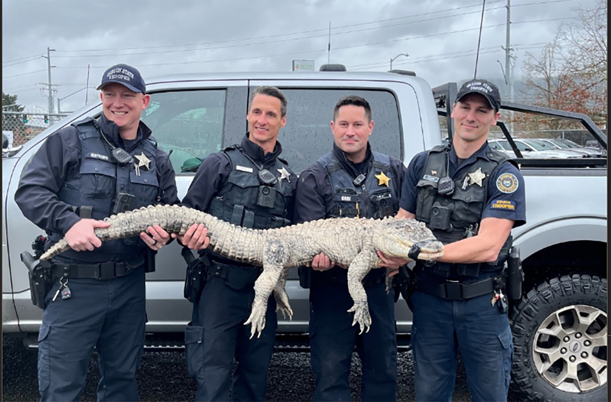 Oregon State Police Seize Alligator From Springfield Homeowner