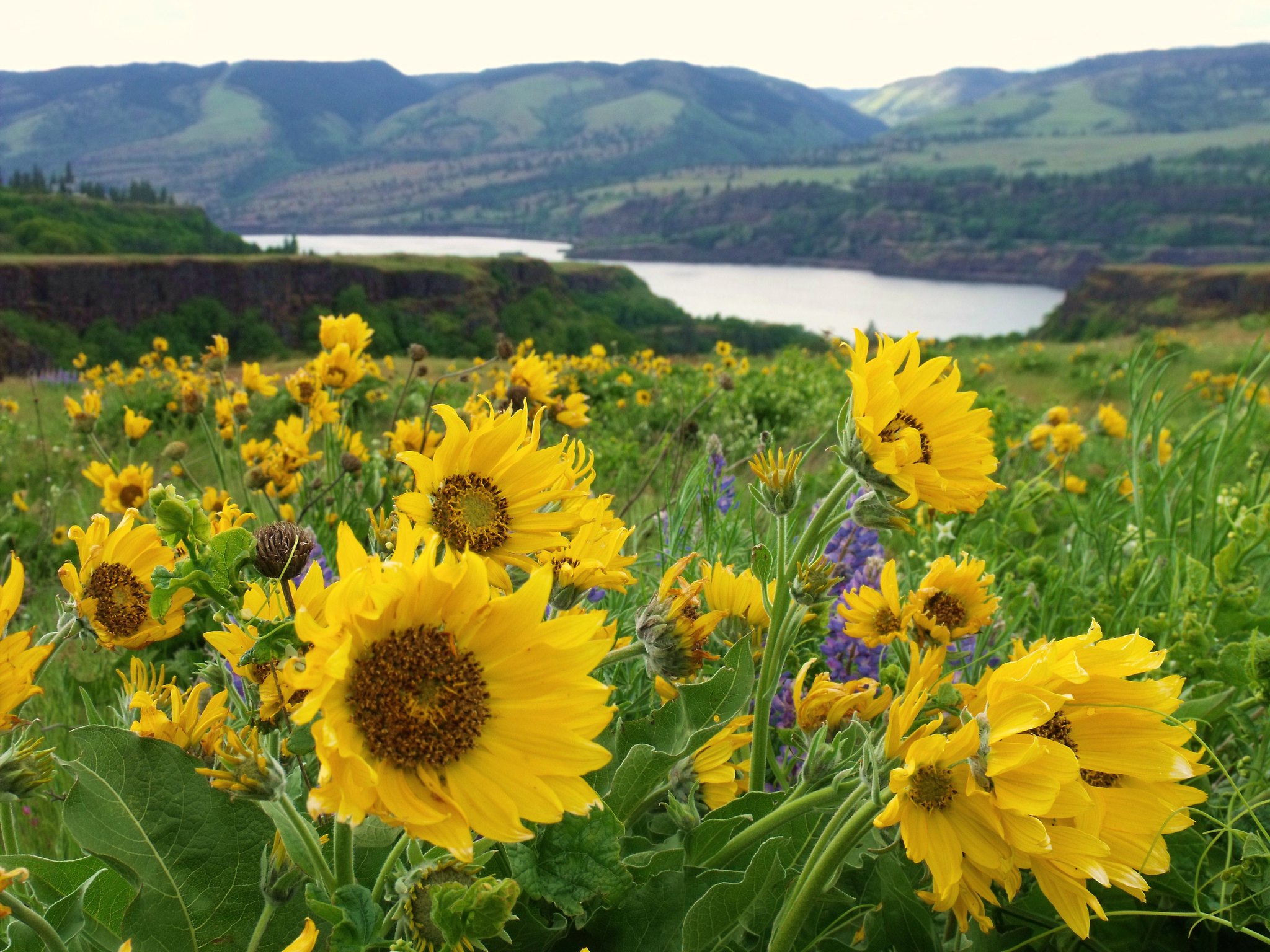 Stumble Upon a Spring Paradise in Oregon, Where a Flower-Filled Trail Offers the Perfect Escape