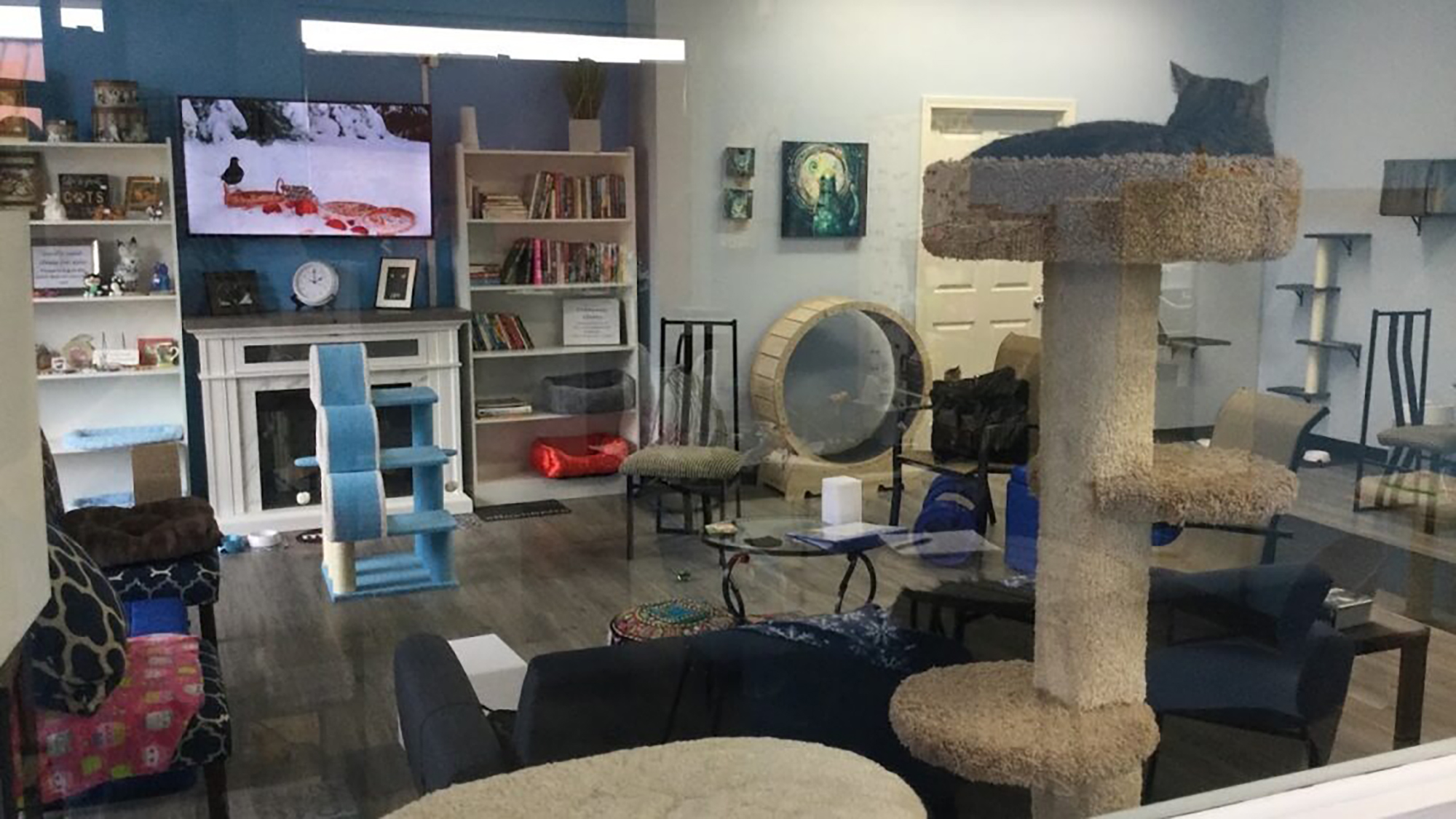The Purrfect Oregon Cafe to Find Your New Cat Just Opened in the Valley