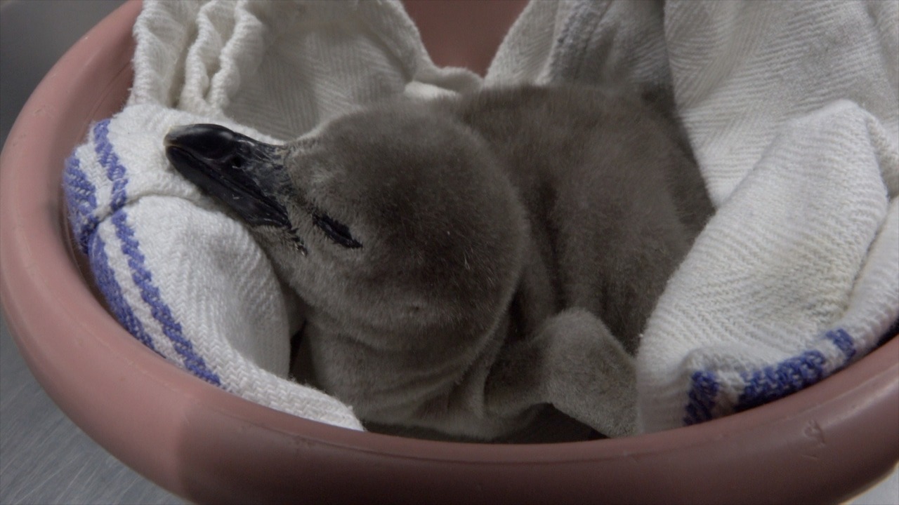 Oregon Zoo Welcomes Humboldt Penguin Chick, 194th to Hatch