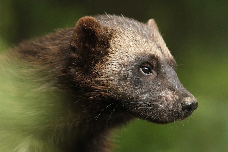 Wolverine Spotted In Eugene – May Be Same Animal Recently Spotted On Coast
