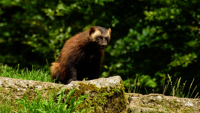 A wolverine at a zoo.