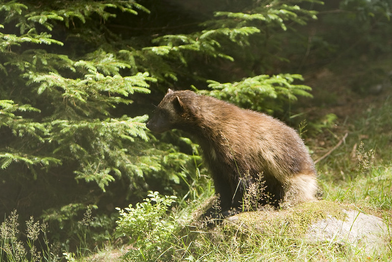 A wolverine at a zoo.