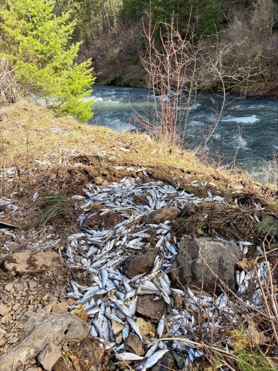 salmon spill oregon