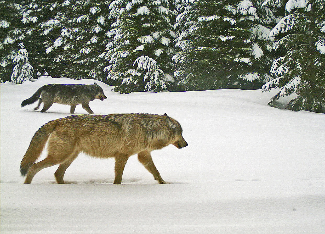 Oregon’s Wolf Growth Halts for the First Time in More Than Ten Years